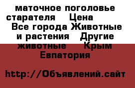маточное поголовье старателя  › Цена ­ 2 300 - Все города Животные и растения » Другие животные   . Крым,Евпатория